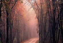 2024回顧|張家朗江旻憓何詩蓓締歷史 給我們快樂的還有他和她.